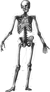 Skeleton-diagram-800px